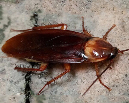 Cockroaches-Pest-Control